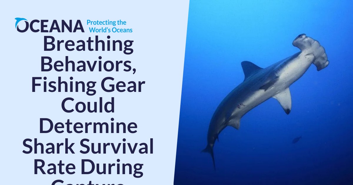 Breathing Behaviors, Fishing Gear Could Determine Shark Survival