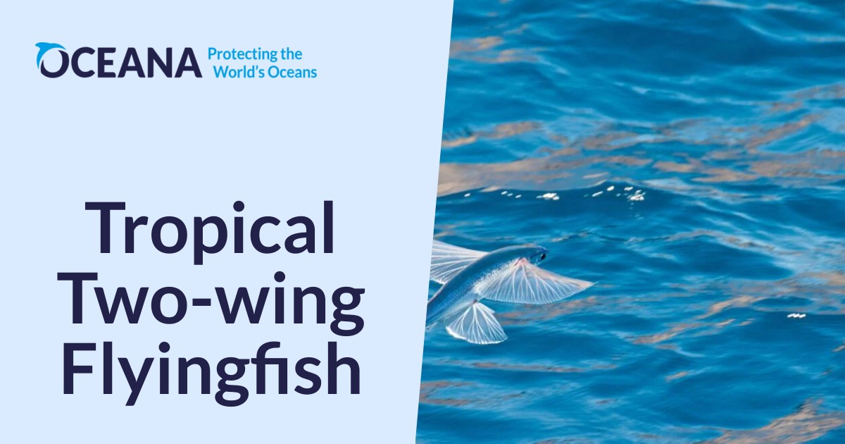 Tropical Two-wing Flyingfish - Oceana